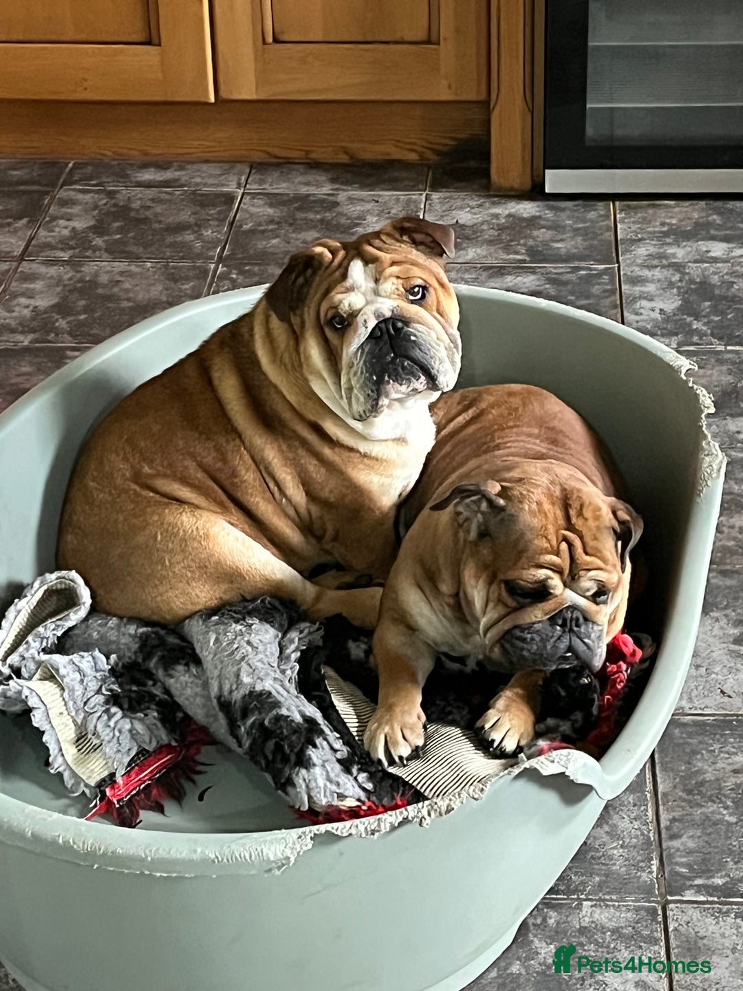 English Bulldog dogs for sale: english bulldog male  - Image 3