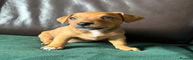 Jack Russell 2