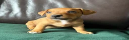 Jack Russell dogs for sale: Jack Russell Tan Puppies 1 male, 2 female  - Advert 5