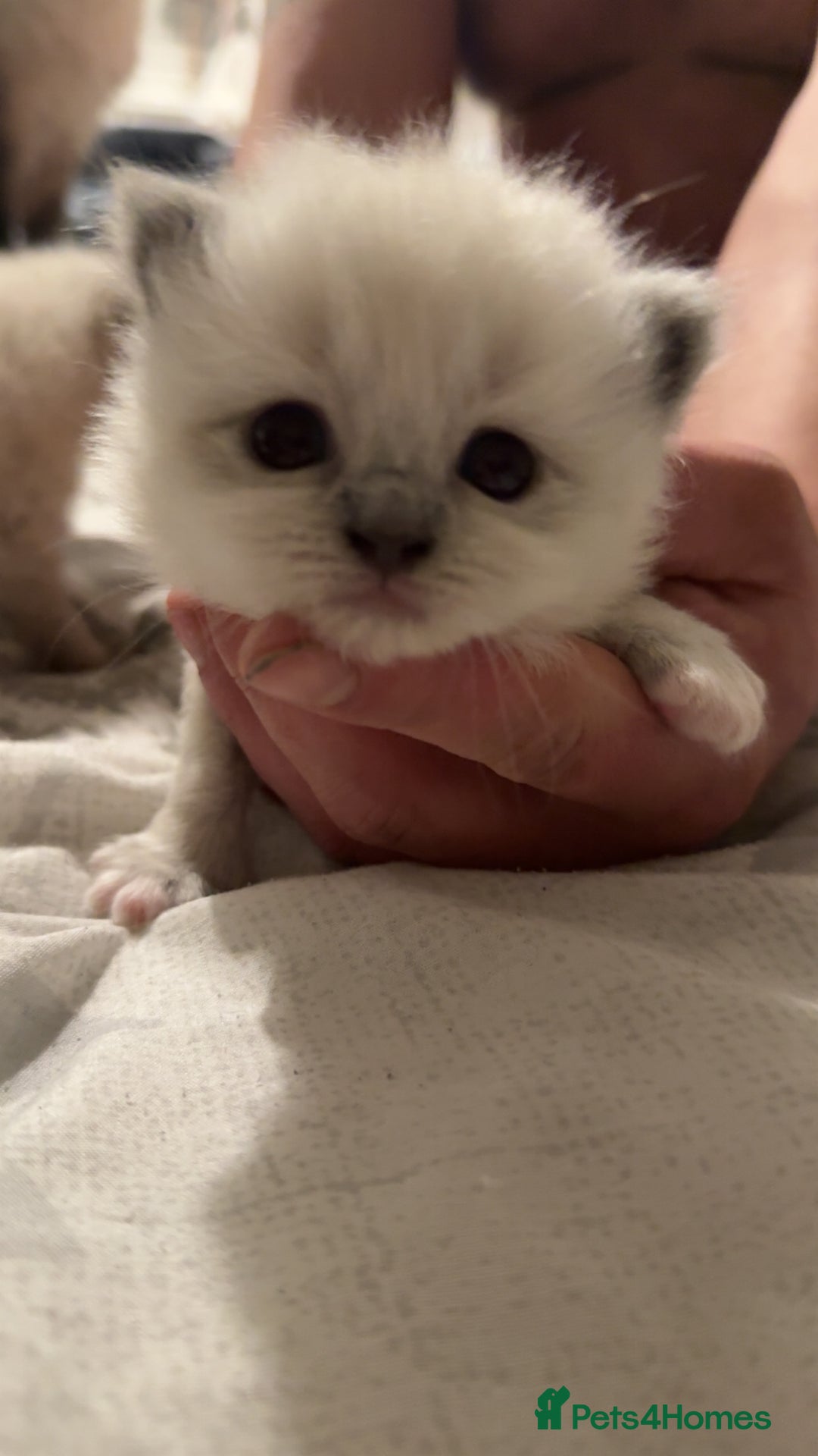 Ragdoll cats for sale: 5 beautiful ragdoll kittens - Advert 6