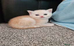 Scottish Fold cats for sale: Adorable Scottish fold Straight Ears Kittens  - Image 21