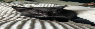 Mixed Breed 2