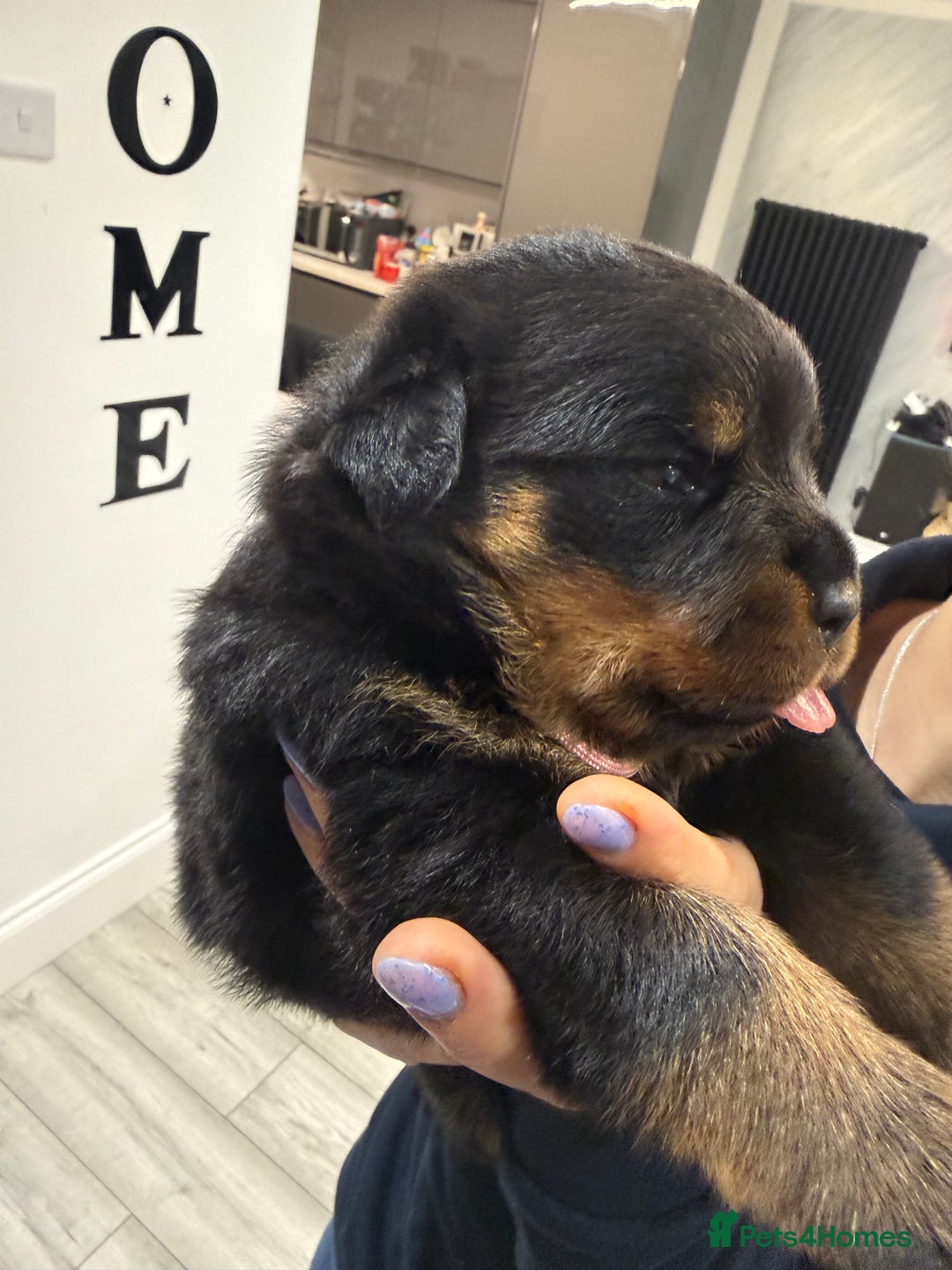 Rottweiler dogs for sale: Rottweiler puppies  - Image 14