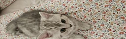 British Shorthair cats for sale: GCCF Blue BSH chunky champion lines - Advert 12
