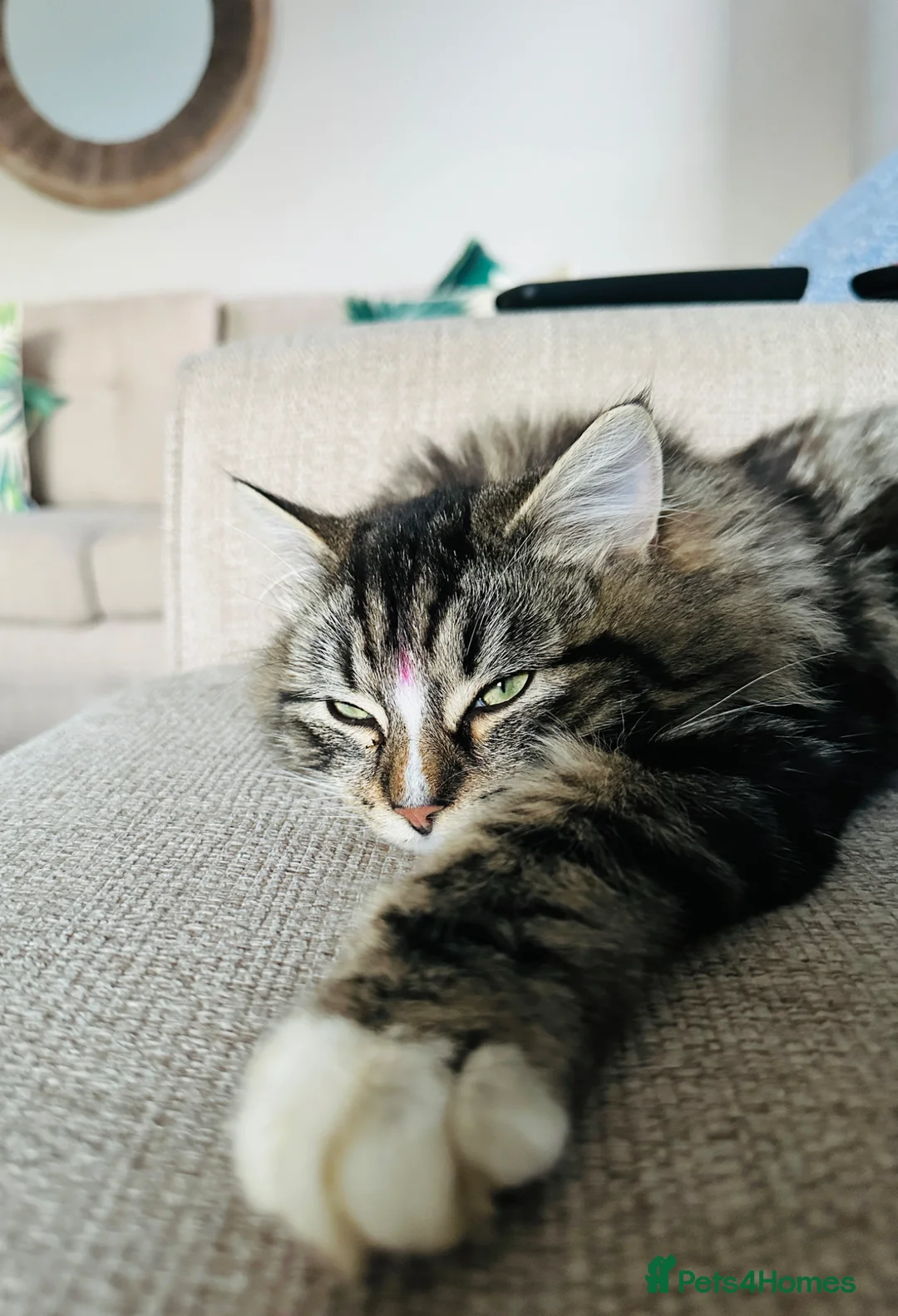 Mixed Breed cats for sale: 8 month old lovely kitten in Burton-on-Trent - Advert 3