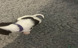 English Springer Spaniel dogs for sale: Adorable Springer Spaniel Puppies - Image 26