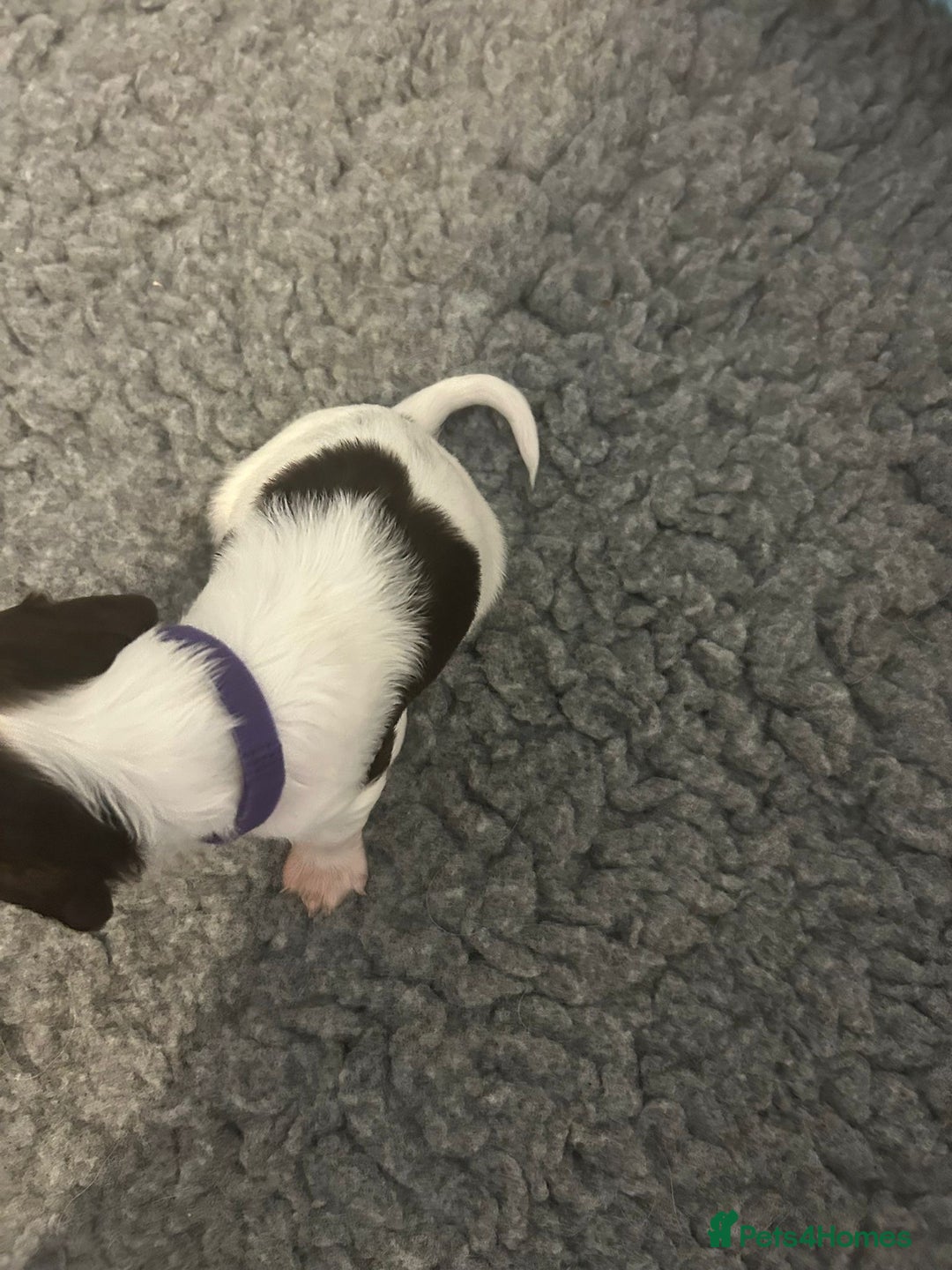 English Springer Spaniel dogs for sale: Adorable Springer Spaniel Puppies - Image 26