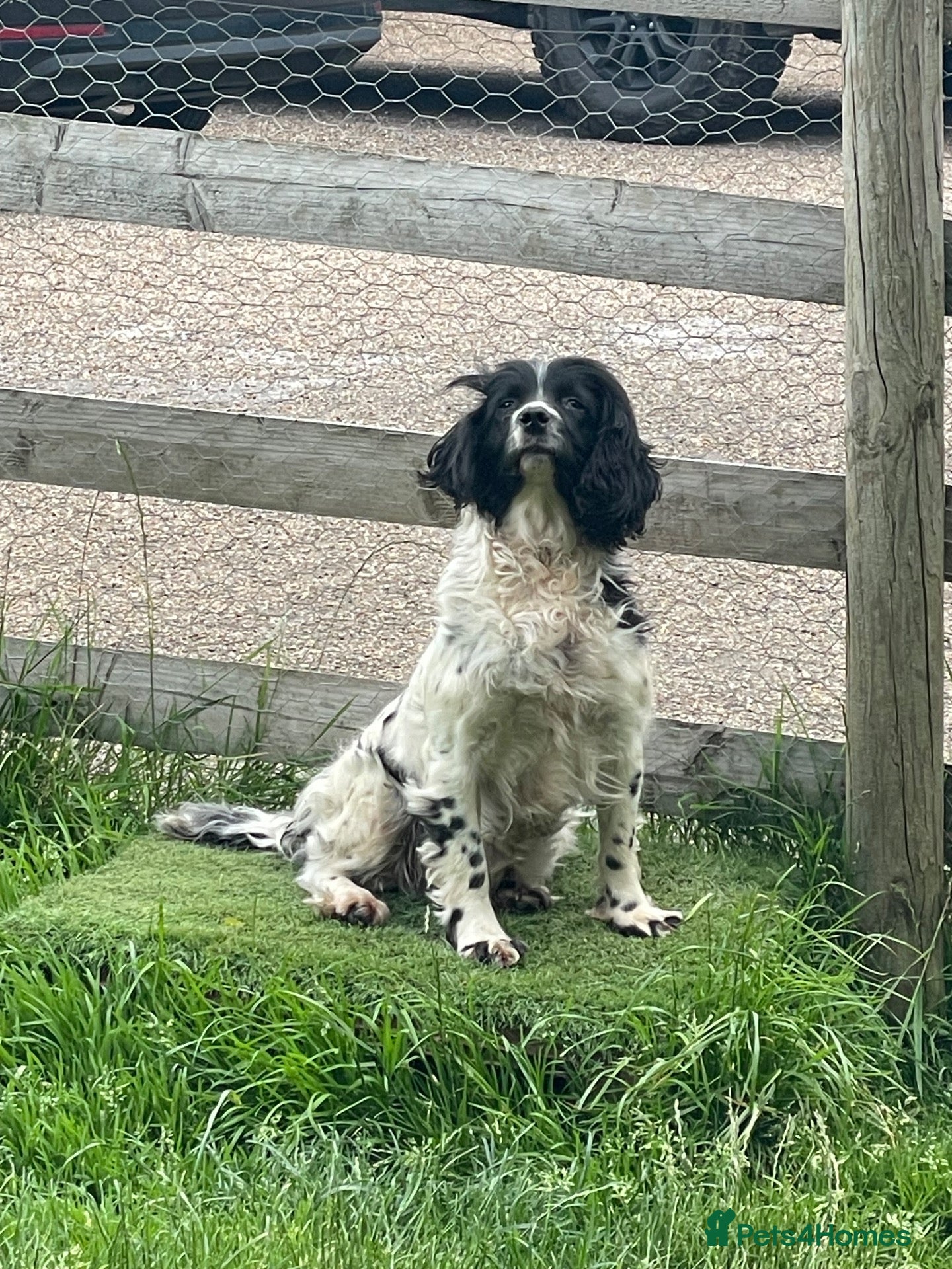Sprocker dogs Beautiful Sprocker Puppies - Advert 1