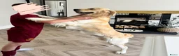 Golden Retriever dogs for stud: Show line Golden Retriever Stud - Advert 4