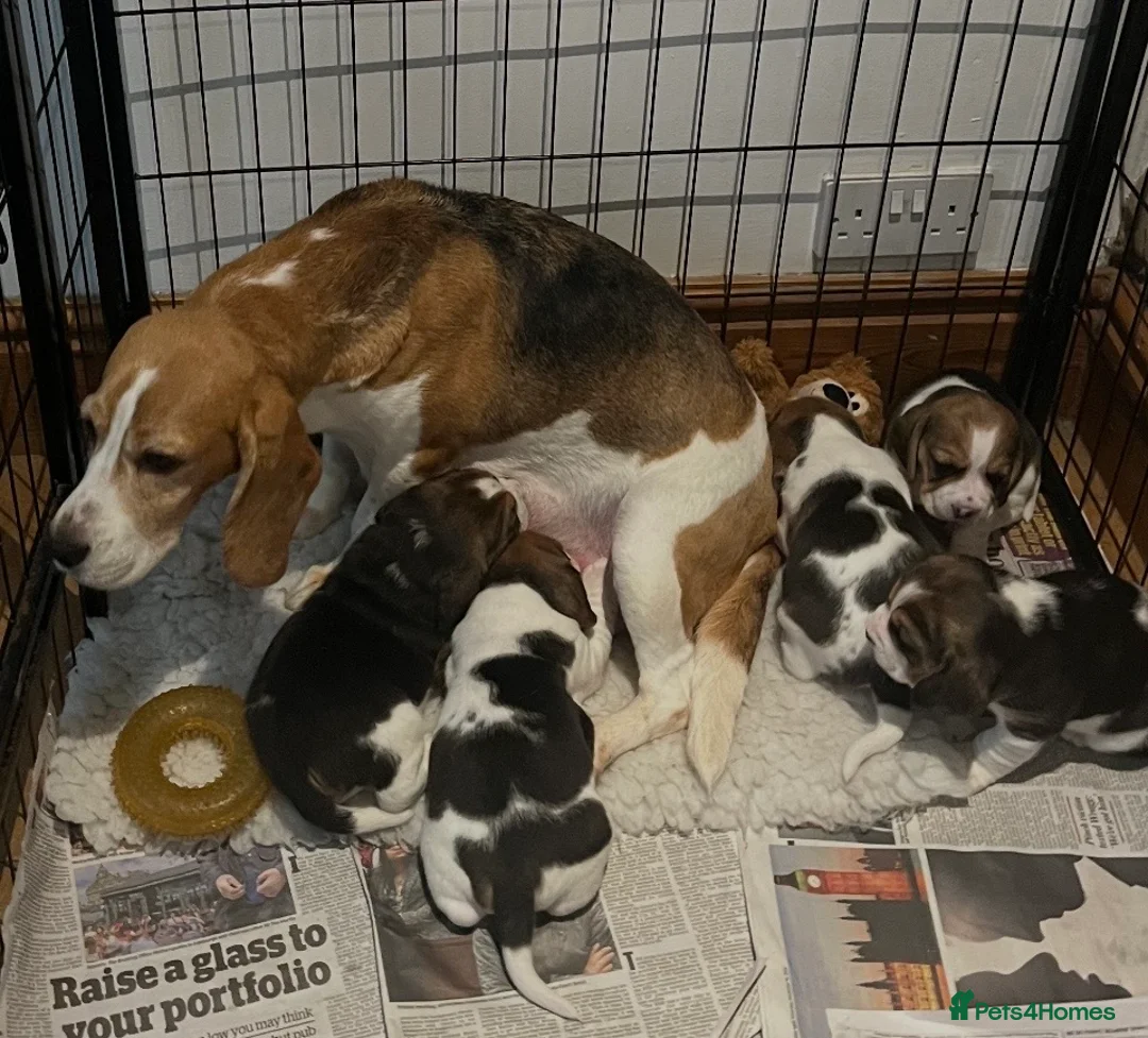 Beagle dogs for sale: Absolutely Stunning Puppies (KC reg) - Advert 12