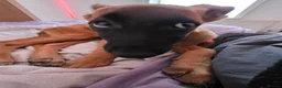 Mixed Breed dogs for sale: Luna needs a new home  - Advert 3