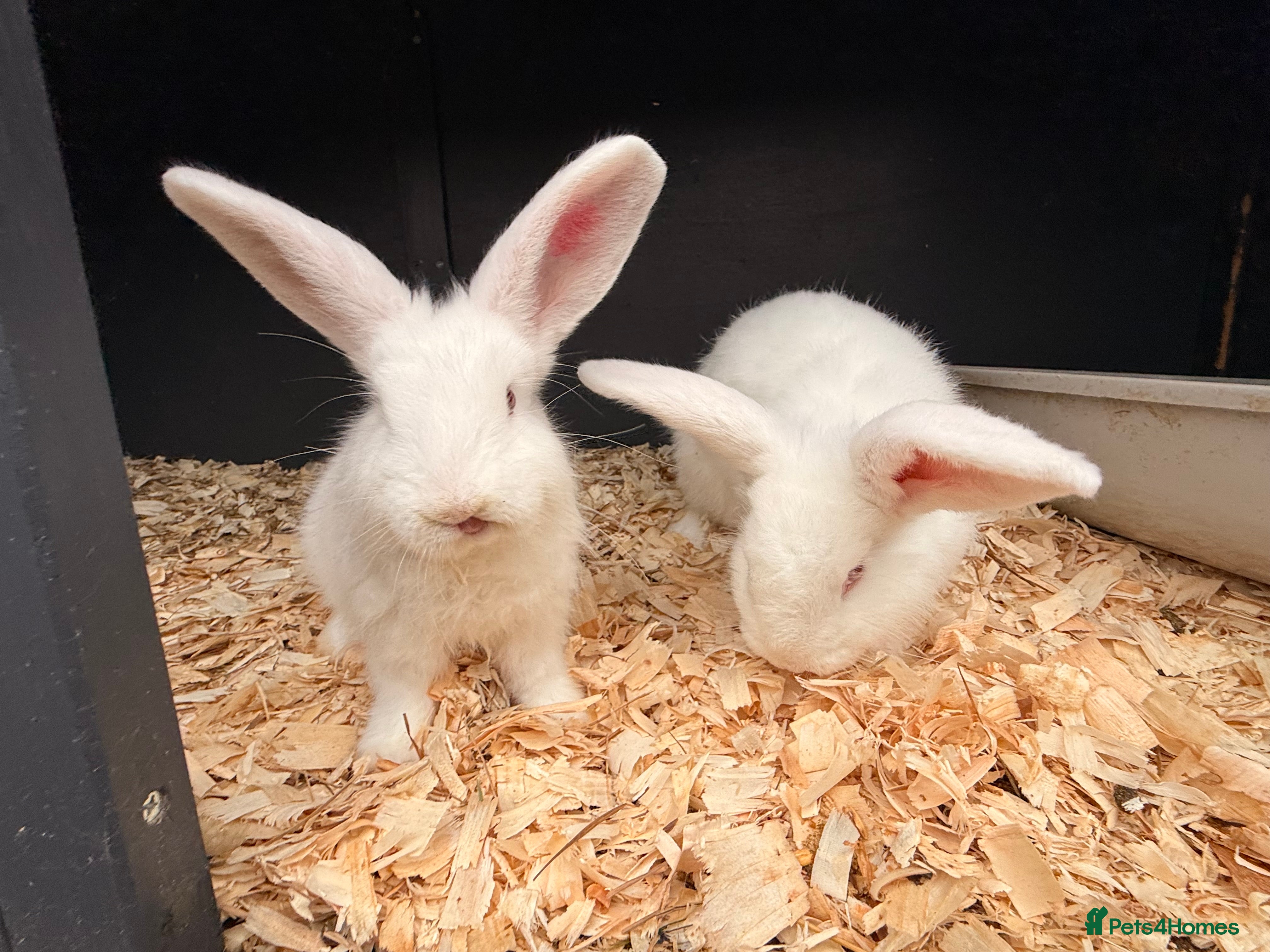 French Lop rabbits 2 LEFT!  8 Giant French lop x mini lop babies  - Advert 18