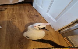 Mixed Breed cats for sale: Ragdoll mix - Advert 4