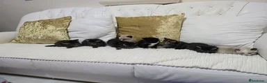Domestic Shorthair 6