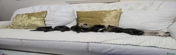 Domestic Shorthair cats for sale: Beautiful Litter of 8 Kittens –5 Females & 3 Males - Advert 7