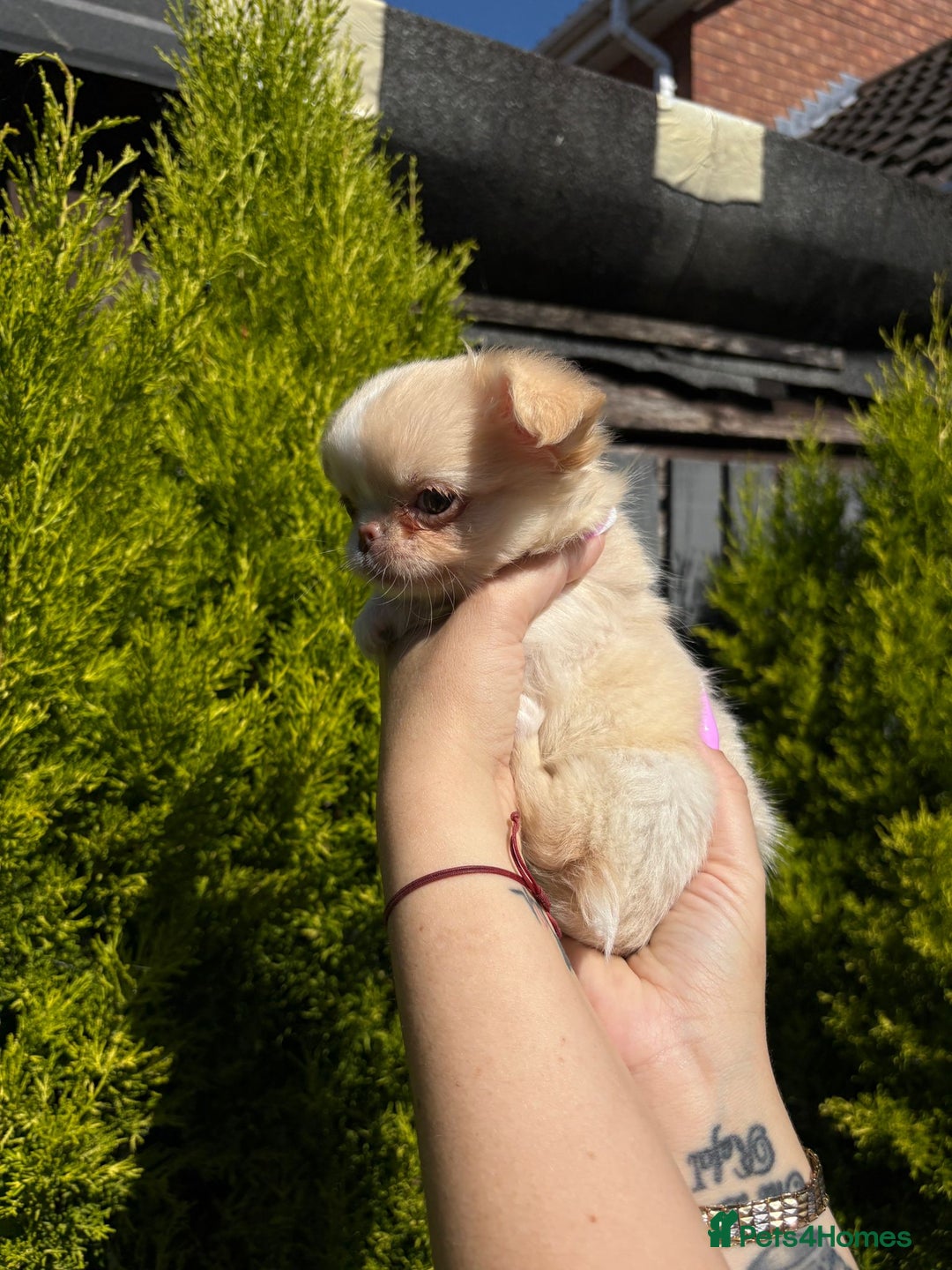 Chihuahua dogs for sale: Kc registered long coat Quality chihuahua - Image 10
