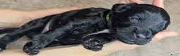Cockapoo dogs for sale: Adorable Cockapoo  - Black,white & Tan in Hinckley - Advert 7