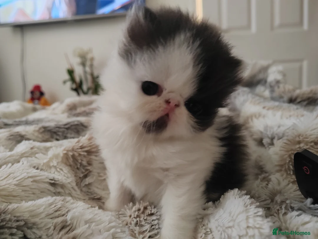 Persian cats for sale: Exotic Persian kittens  - Advert 3