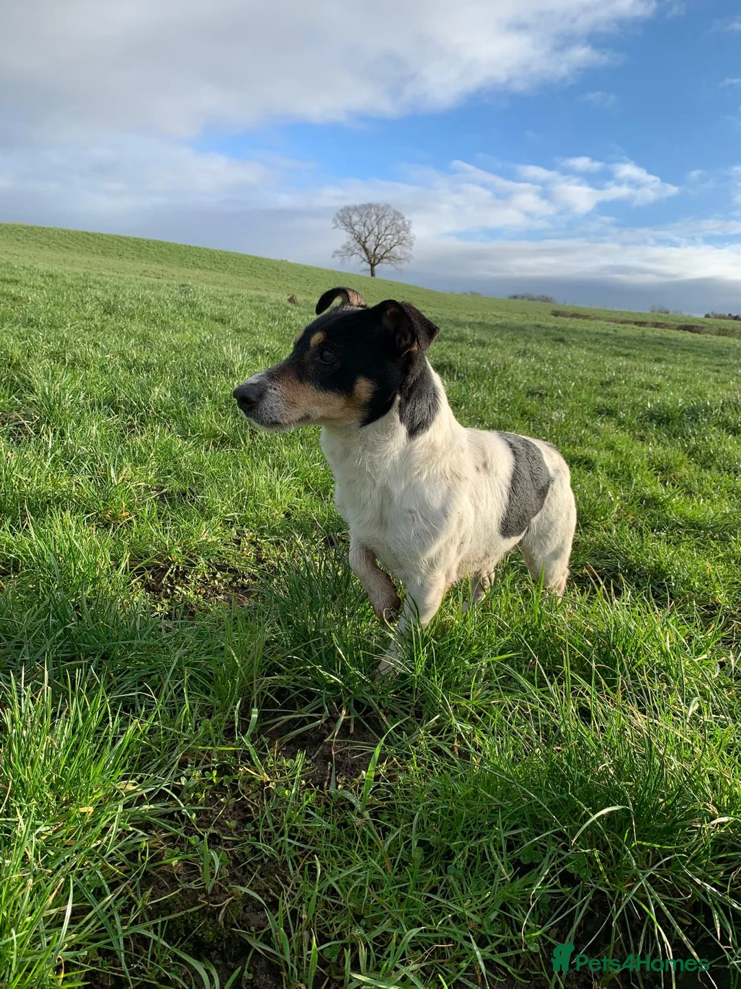 Jack Russell dogs for sale: Adorable Small Smooth Jack Russell Puppies - Advert 8