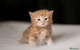 Siberian cats for sale: Traditional Siberian Kittens - 2 Girls Available - Image 4