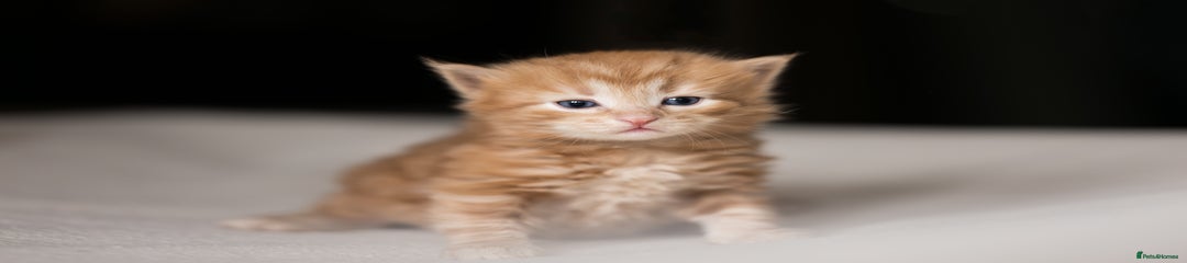 Siberian Kitten 4