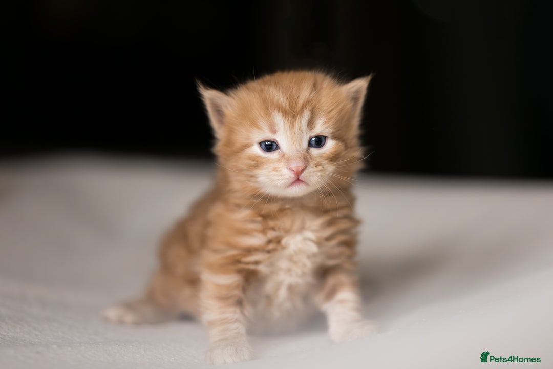 Siberian cats for sale: Traditional Siberian Kittens - 2 Girls Available - Image 4