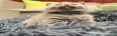 British Shorthair 1 