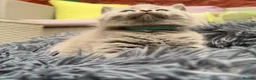 British Shorthair cats for sale: British Short Blue Kittens  - Advert 14
