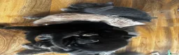 Mixed Breed cats for sale: 3 lovely kittens left - Advert 7
