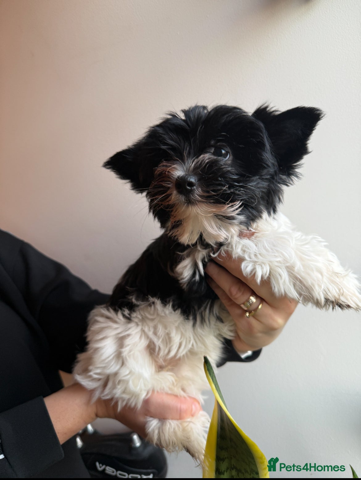 Yorkshire Terrier dogs Colourful Biewer Yorkshire terriers  - Advert 1