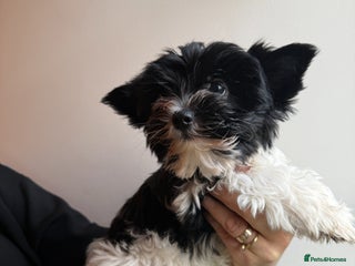 Yorkshire Terrier dogs Colourful Biewer Yorkshire terriers - Advert 1