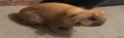 Mini Lion Lop rabbits for sale: Harlequin X mini lion lop - Advert 6