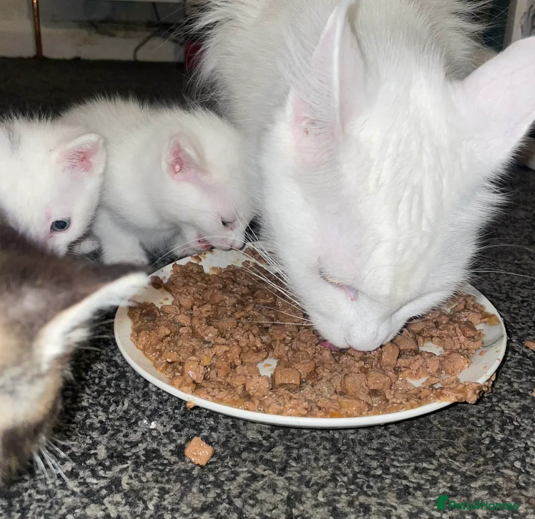 Maine Coon cats for sale: 1/2 mainecoon kittens  - Advert 2