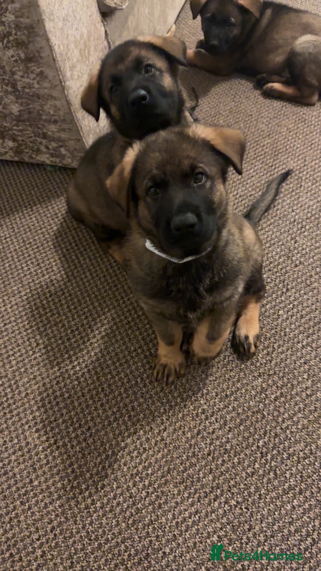 German Shepherd dogs for sale: 1 beautiful female German shepher kc reg working - Advert 19