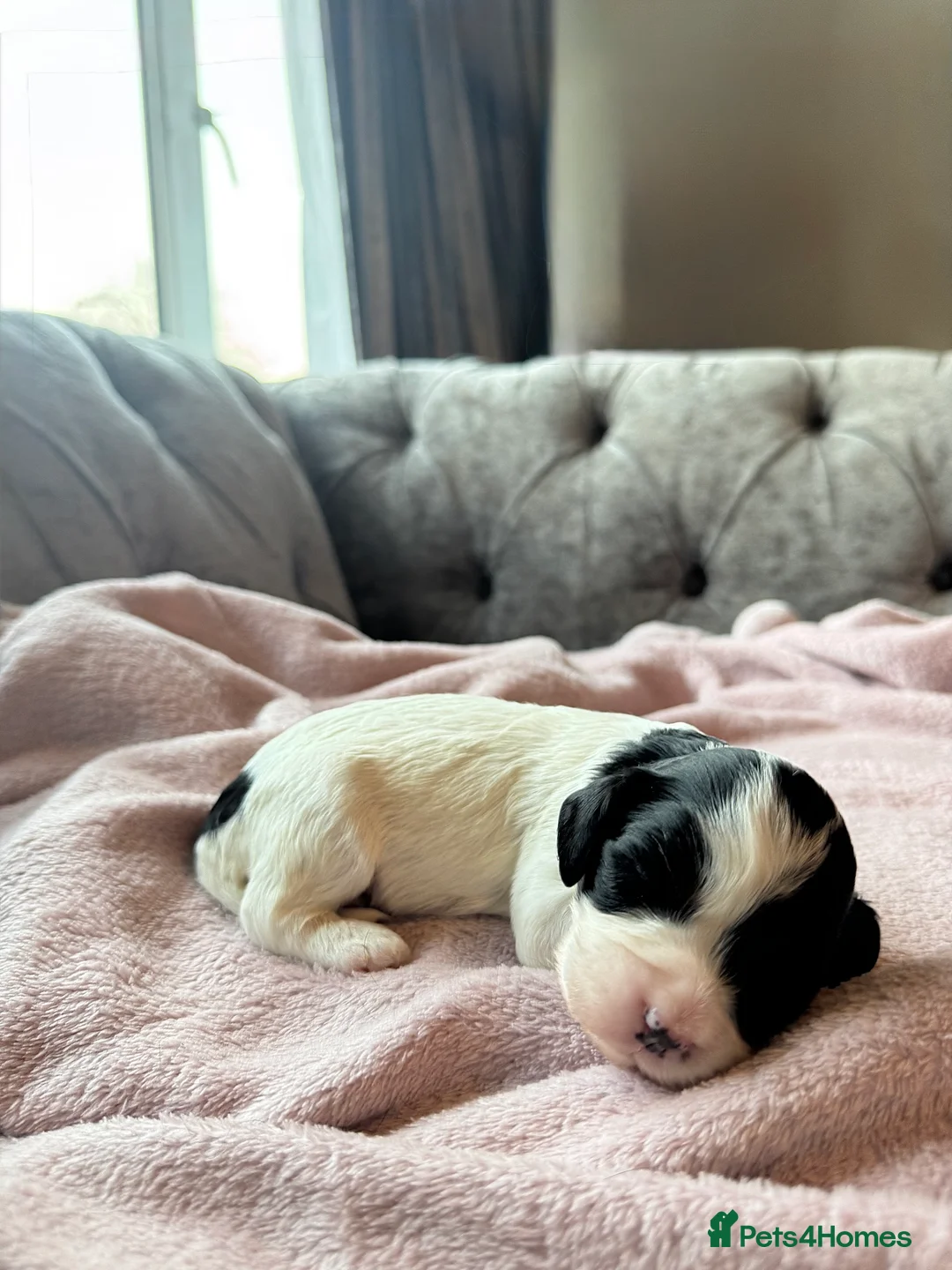 Mixed Breed dogs for sale: GORGEOUS COCKER SPANIEL & CAVAPOO PUPPIES - Advert 1