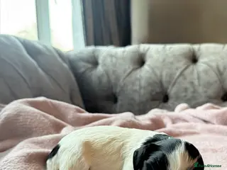 Mixed Breed dogs GORGEOUS COCKER SPANIEL & CAVAPOO PUPPIES - Advert 1