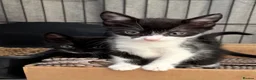 Mixed Breed cats for sale: 3 female kittens 2 - Advert 11