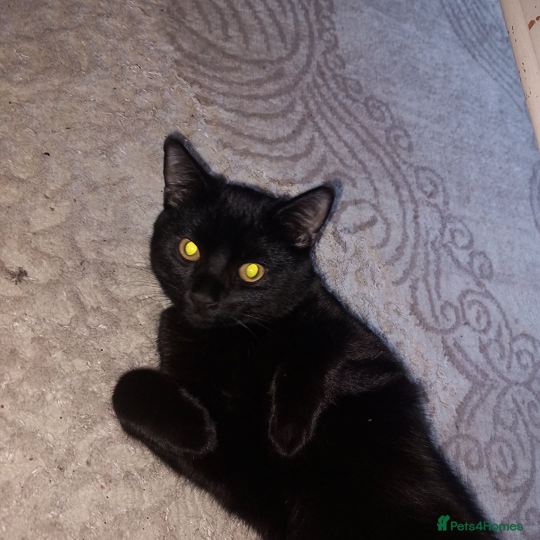 British Shorthair cats for sale: 2 British shorthair x  - Advert 2