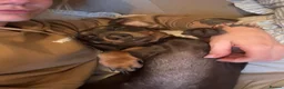 Miniature Dachshund dogs for sale: Beautiful 2 year old dachshund  - Advert 7