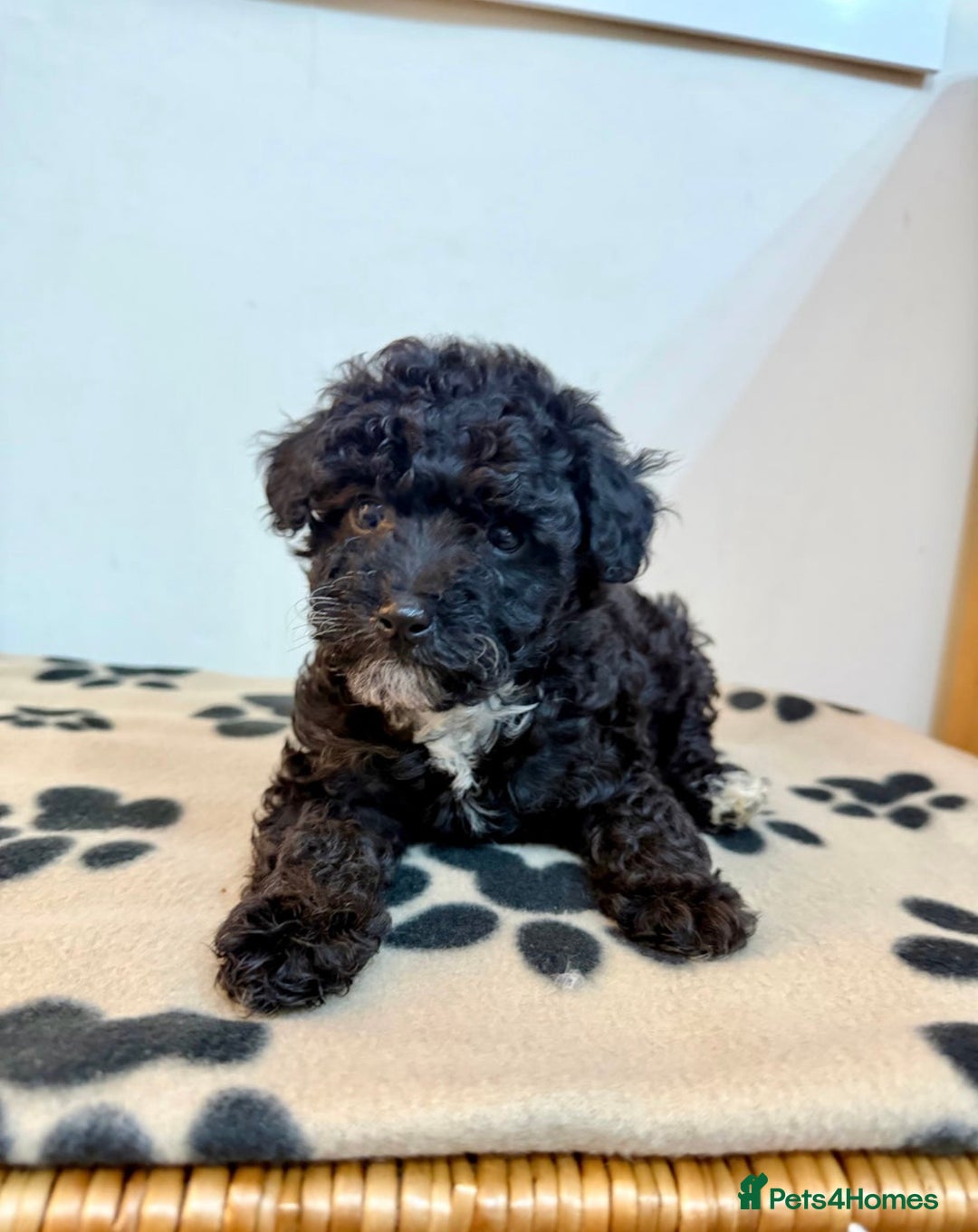 Toy Poodle dogs for sale: Last Stunning Toy Poodle girl puppy  - Advert 12