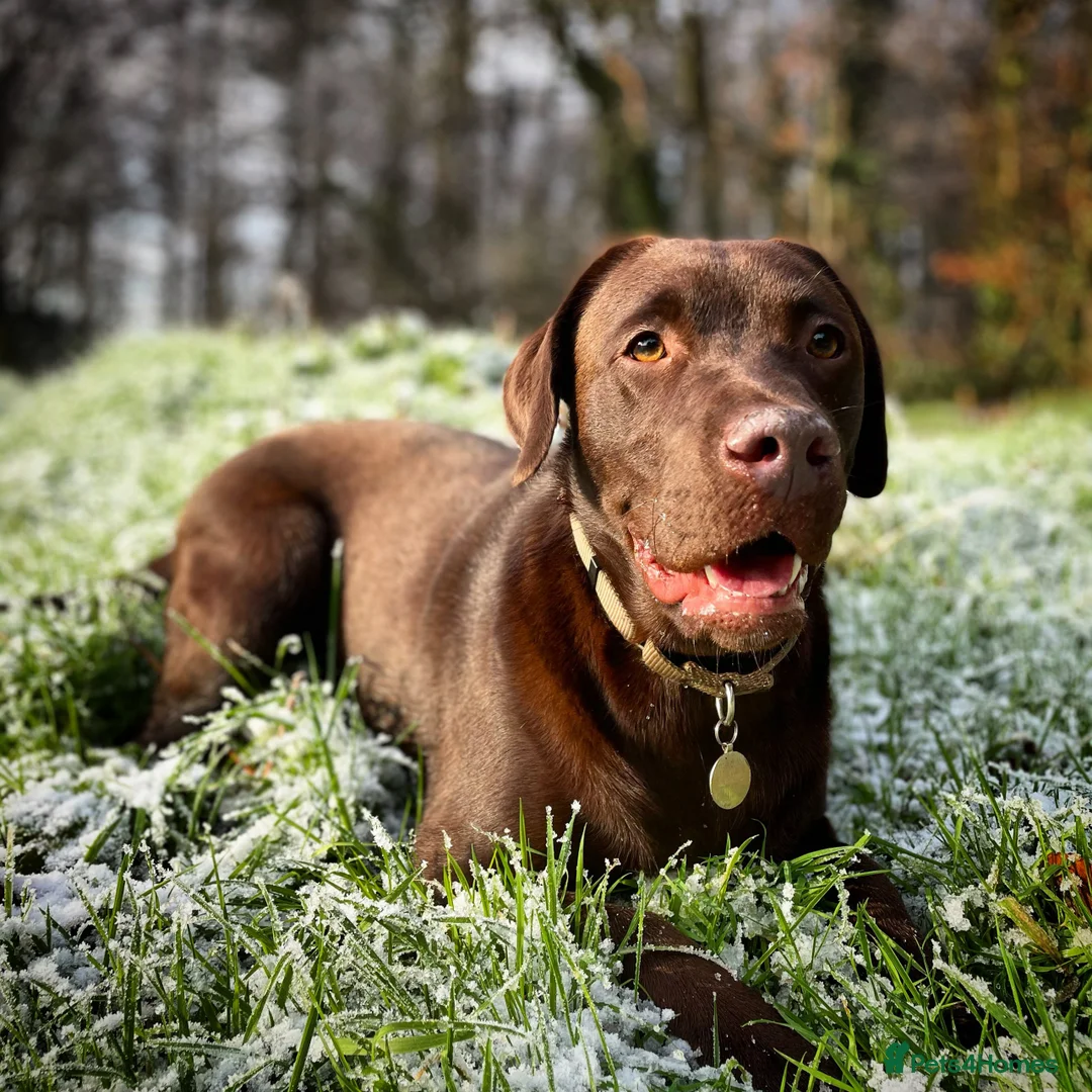 Borador dogs for sale: Borador Puppies - Fully Health Tested - Advert 17