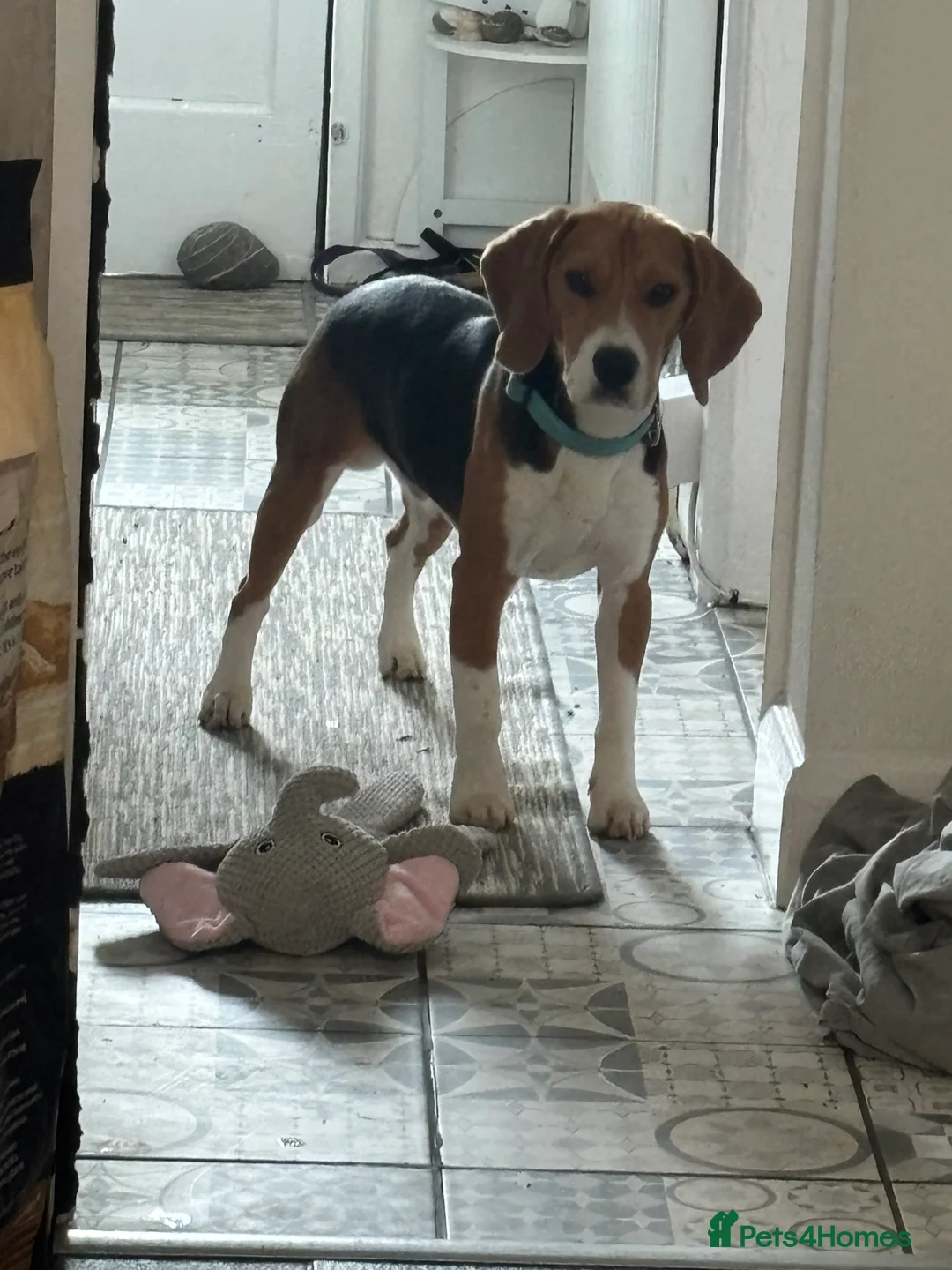 Beagle dogs for sale: Male Beagle Puppy  - Advert 2