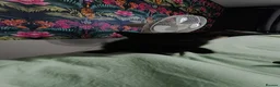 Mixed Breed cats for sale: 3 beautiful kittens £70 each  - Advert 4