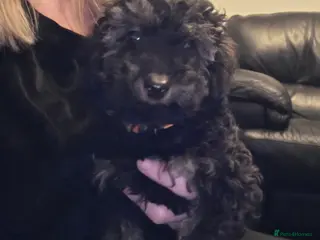 Doxiepoo dogs Beautiful toy poodle phantom rare colour 3/4 pups - Advert 9