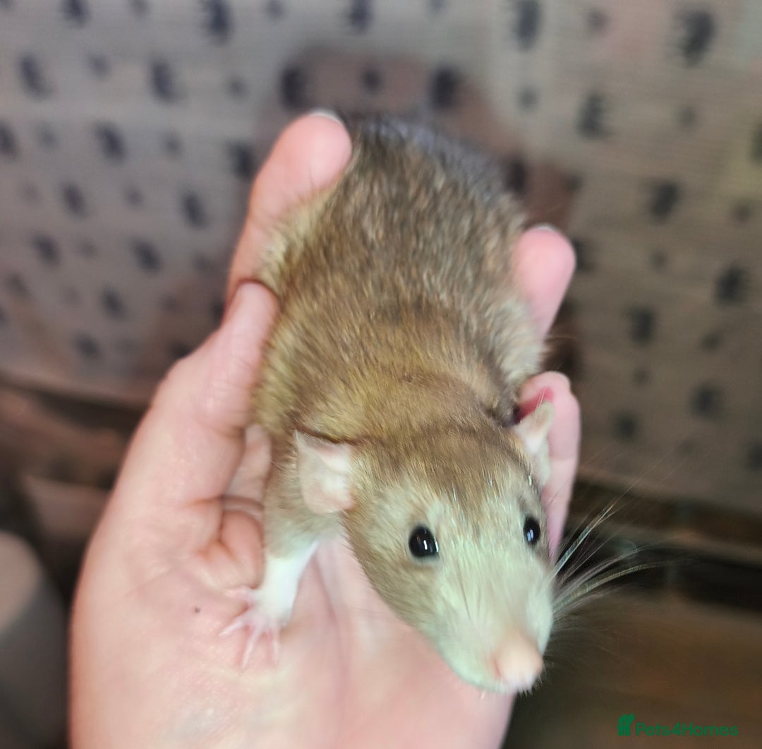 Rat rodents for sale: Beautiful male and female Dumbo rats - Advert 6
