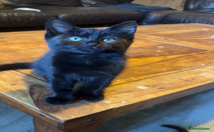 Mixed Breed cats - Advert 12