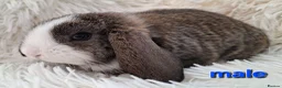 Mini Lop rabbits for sale: Baby Mini Lop Rabbits for sale - Advert 7