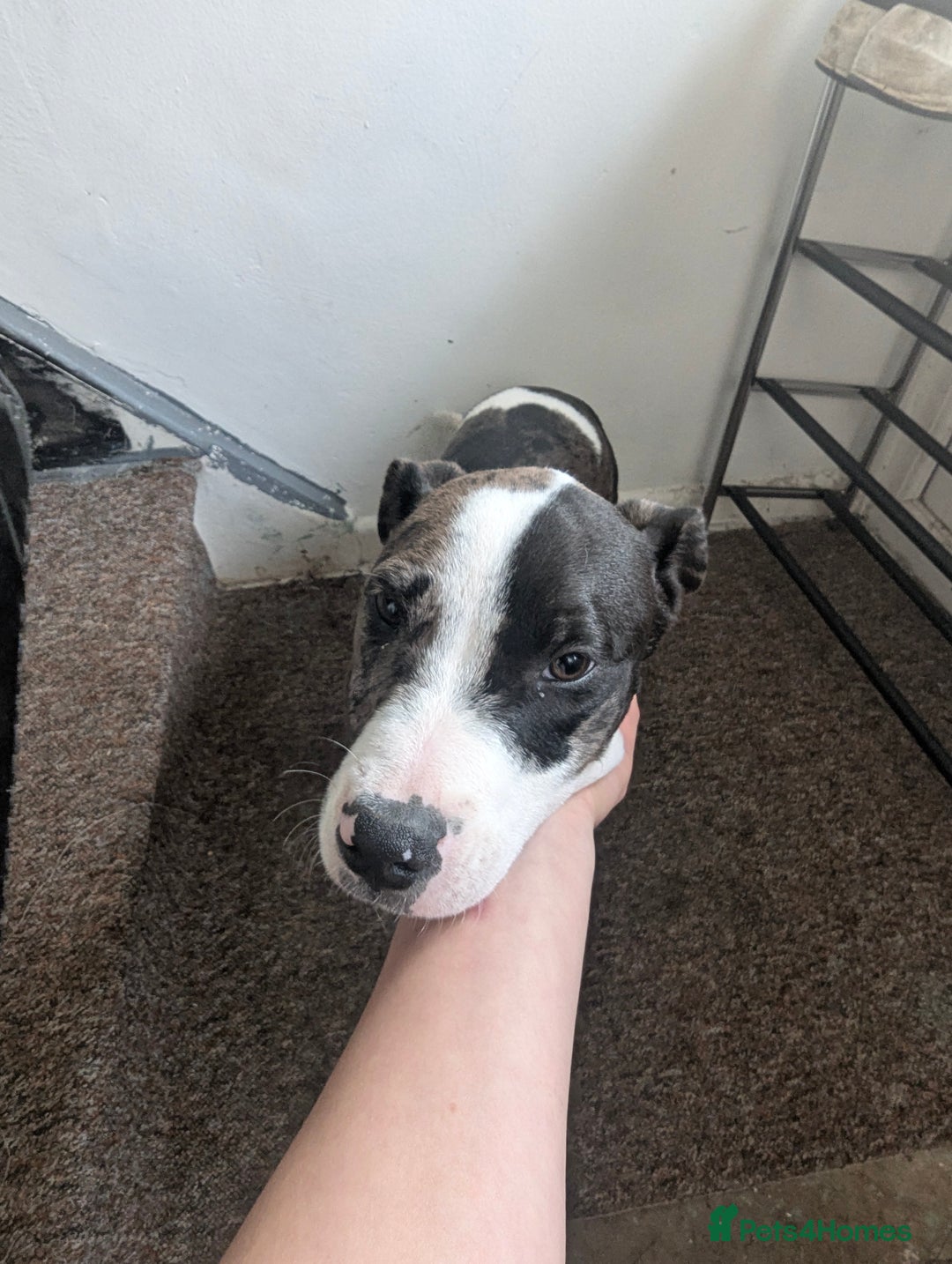 Mixed Breed dogs for sale: Three pups for sale  - Image 7