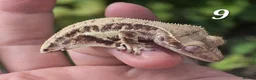 Gecko reptiles for sale: Various crested geckos - Advert 16