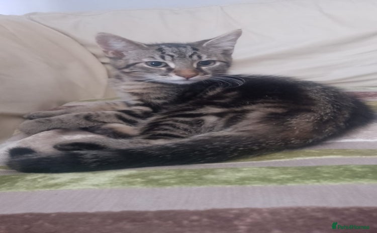 Mixed Breed cats - Advert 2